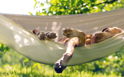 Öppettider i sommar
